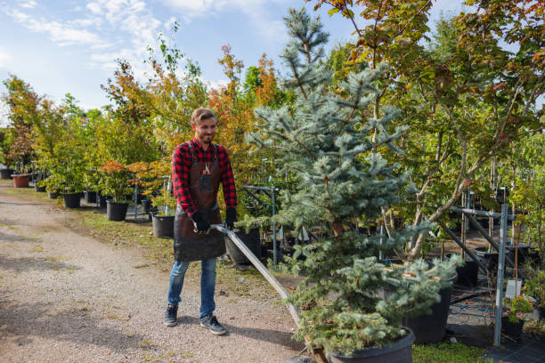 The Steps Involved in Our Tree Care Process in Braham, MN